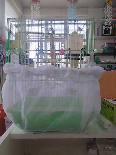 Digər quşlar: Corella rucnoydu tecili satilir — 4