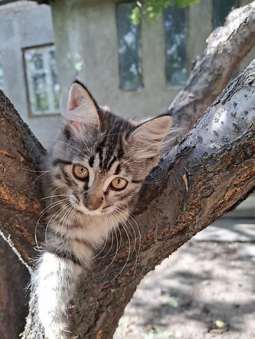 Мышыктар: Пропал котенок. возраст 3-4месяца. В районе Нижняя-Аларча — 2