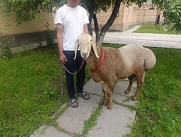 Продаю | Баран (самец) | Арашан | Для разведения | Осеменитель