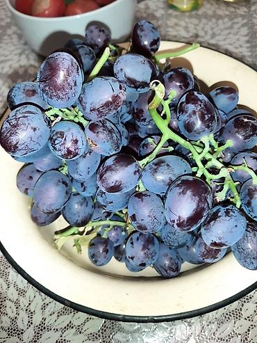 Долгосрочная аренда домов: Продаётся 2 жилых дома на одном участке в Петропавловке ул Фрунзе — 29