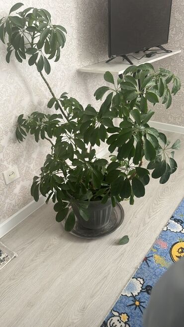уголь сулюкта: Шеффлера (Schefflera arboricola) в горшке - Крупное комнатное