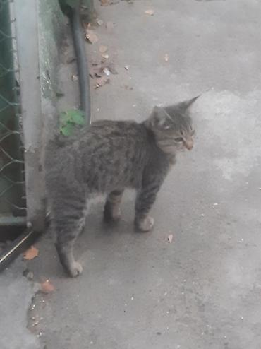 бесплатные собаки: Котенок подросток пестрый мальчик отдам даром — 2