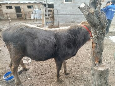 Коровы, быки: Продаю | Бык (самец) | Полукровка, Монбельярд | На откорм | Привязанные — 8