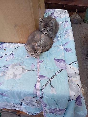 котята простые: Отдаю котят даром!!!! - Возраст на фото: примерно 1,5–2 месяца. - — 4