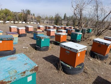 Остальные услуги: Ищу инвестора для развития и расширение пчеловодство возврат денег с