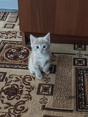 кошка крысолов: Кошка даром: Беспородная, 2 месяца, Мальчик, Приучена к лотку — 4