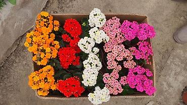 Фиалки и глоксинии: Продаю только оптом цветы из Узбекистана.глоксинии фикусы — 2