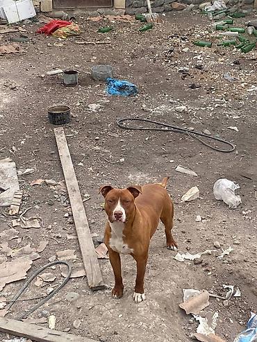 vəhşi it: Pitbul, 2 il, Erkək — 1
