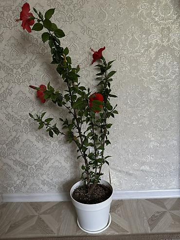 Бөлмө өсүмдүктөрү: Гибискус (китайская роза) в горшке - Крупные алые цветы диаметром — 4