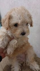 İtlər: Pudel, 3 ay, Ünvandan götürmə — 7