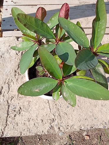 цветы комнатне: Бугенвиллея и молочай Миля (Euphorbia milii) — комнатные/балконные — 6