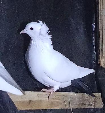 Göyərçinlər: Məhsul:Salam damazlıq sağlam bala verən quslarimdir, erkey oynaq göy — 12