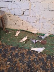 quş yuvasi: Başlıq: 8 manat seçib alan 10 manat Təsvir: - Müxtəlif rəng və