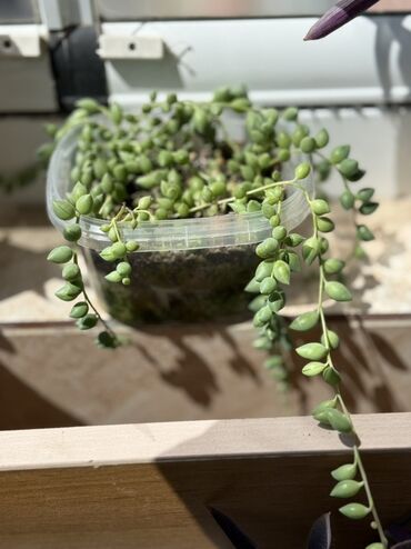 Otaq bitkiləri: Комнатные растения Крестовник — крупные и мини-растения Каменный — 5