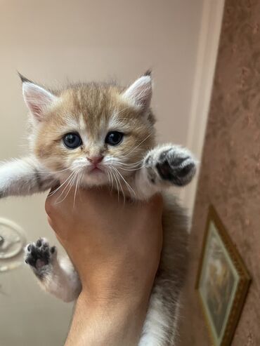 bengal pişik: Британская, Самец, Самка