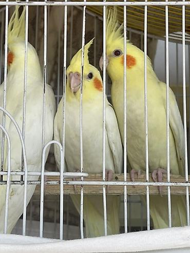 oğlan pişik adları: Temiz korela quslari 3 ayliqdirlar 1 disi 2 erkek tam ele oredmek — 6