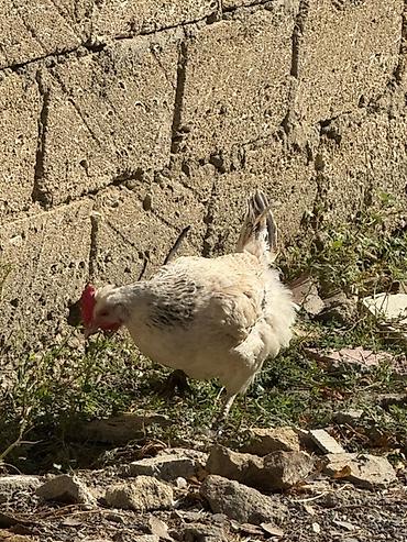 brama toyuqları: Məhsul: Qarışıq cins ev quşları sürüsü Təsvir: - Şəkillərdə müxtəlif — 10
