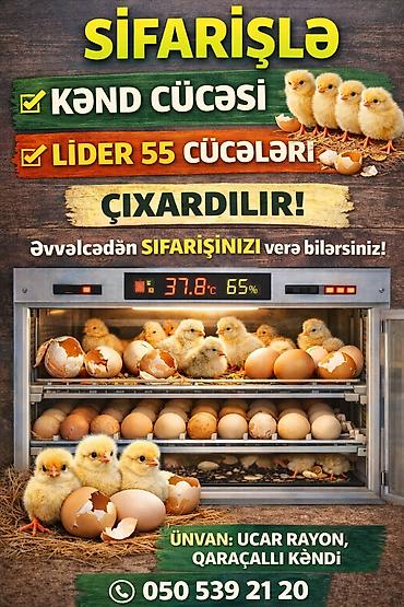 tap az qusar heyvanlar: Toyuq cücələri, Ətlik — 1