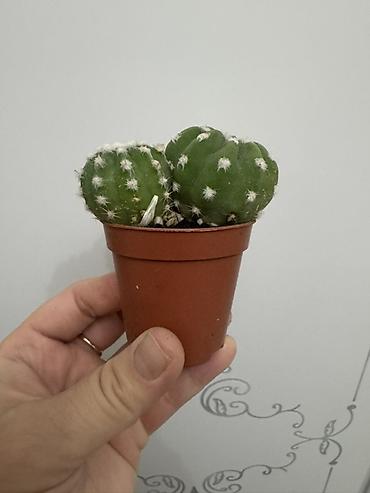 Замиокулькас (Долларовое дерево): Комнатные растения в горшках (на выбор): 1) Замиокулькас (Zamioculcas — 14