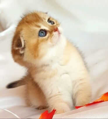 Pişiklər: Şotland yastı qulaq, Erkək, Dişi, Yaxşı əllərə, Ünvandan götürmə, Pulsuz çatdırılma, Ödənişli çatdırılma — 120