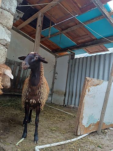doşan satışı: Erkək, il: 1, 45 kq, Damazlıq, Ödənişli çatdırılma — 10
