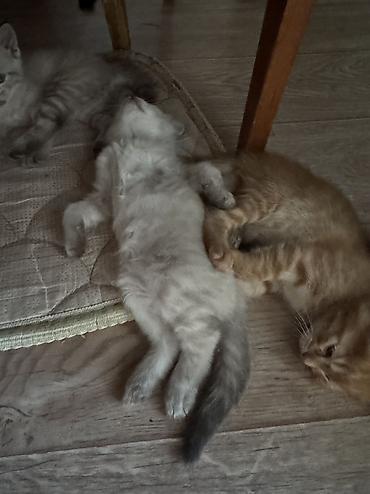 отдам даром котенка бишкек: Отдам котят в добрые руки — 2