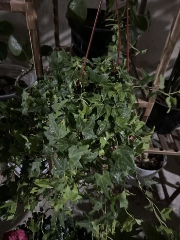 Другие услуги: Продаю цветы😍 Очень много разных 🪴🎋🍃🌱 Антуриумы Спатифиллум Алоказия — 20