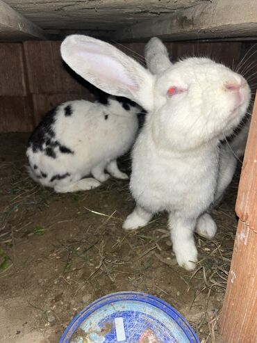 Dovşanlar: Qiymet 5 manatdan 27 manata kimi dir 5 manata balalar 10 manata erkey — 4