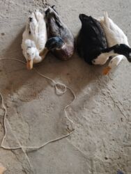 Gəmiricilər: Ordekler satilir