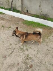 İtlər: Zvonok, 1 il, Erkek — 7