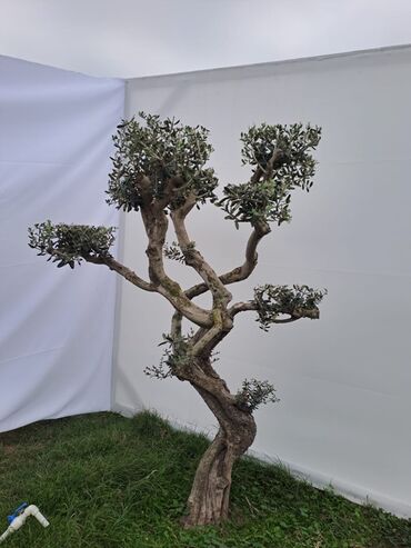 Ağaclar: Bonsai formalı zeytun ağacları – bağ və landşaft üçün Məhsulun — 7