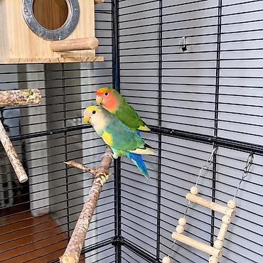 🦜 СРОЧНО! Пара неразлучников + большая клетка 167 см Продаём двух at lalafo.kg 🦜 СРОЧНО! Пара неразлучников + большая клетка 167 см Продаём двух