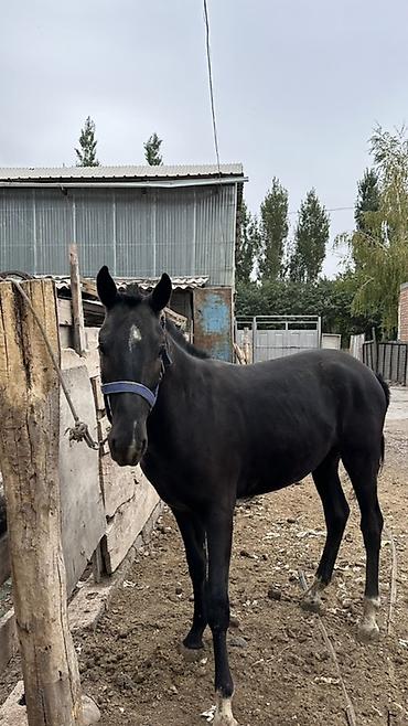 Продам с/х животных: Продаю | Жеребец | Конный спорт — 6