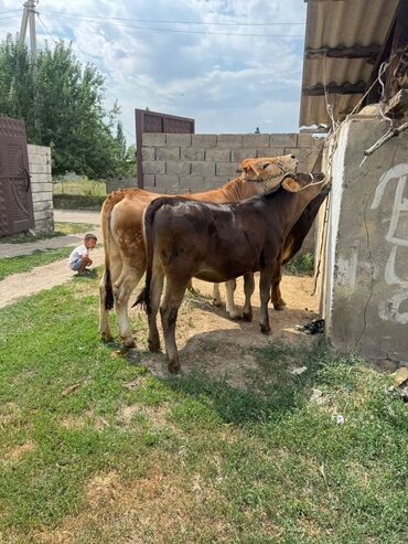 резиновые маты для крс цена в бишкеке: Сатам | Уй (ургаачы) | Швиц | Сүт алуу үчүн | Жасалма уруктандырылган