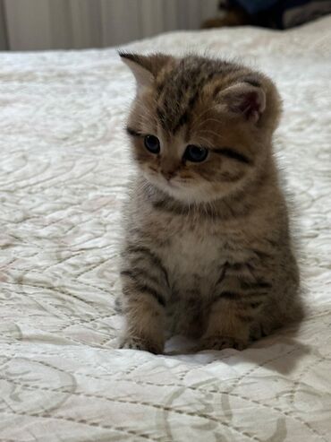 голд шиншилла: Şinşilla, Dişi, Yaxşı əllərə, Ünvandan götürmə, Ödənişli çatdırılma