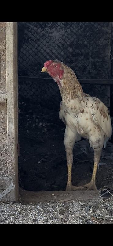 bulbul quşu: Məhsul: Uzunboyun döyüş tipli xoruz Salam 7 ayliqdu qiymetde — 2
