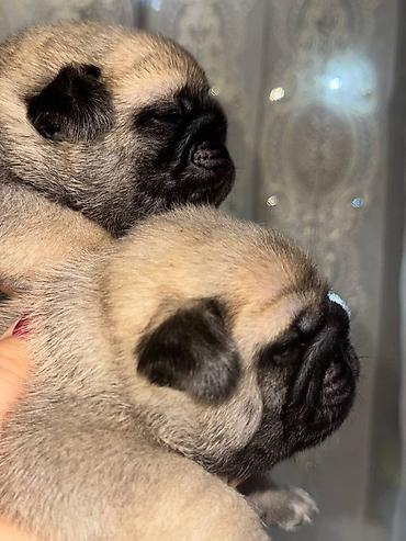собаки щенки: Открыта ранее бронирование на малышей🐾 Чистопородный Мопсы. Родителей — 1