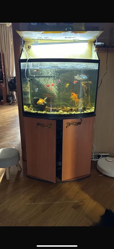 akvarium sifarisi: Akvarium