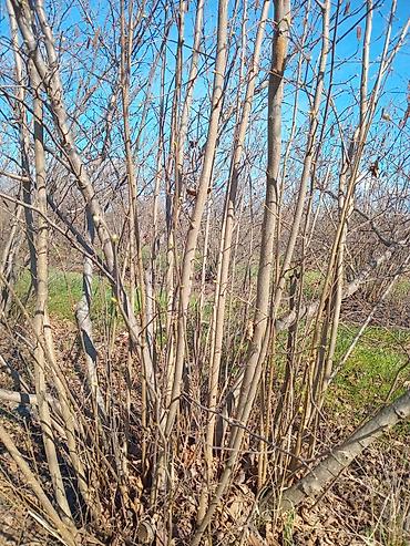 midada ev satilir: 90 sot, Kənd təsərrüfatı, Mülkiyyətçi, Kupça (Çıxarış) — 4