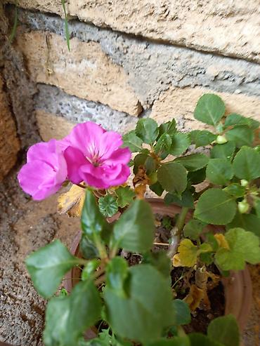 pelarqoniya bitkisi: Saksıda “Impatiens” (balzam/yenibahar) dekorativ çiçək bitkisi - Növ — 1