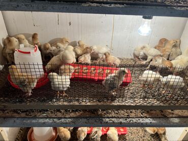 С/х животные и товары: Продаю цыплята БРАМА и домашняя