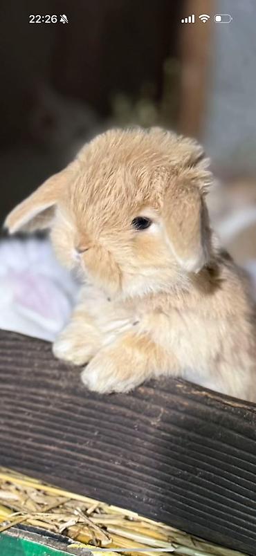 kaliforniya dovsani: Mini Lop dekorativ dovşan balaları - Cins: Mini Lop (asqılı qulaqlı — 1