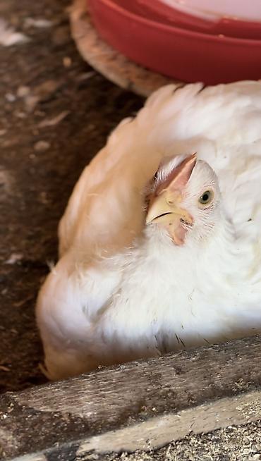 Бройлер: Продаем домашних бройлеров — выращены на натуральных кормах с особым — 6