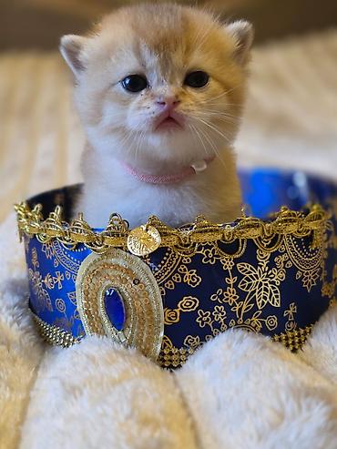 Pişiklər: Britan — 8