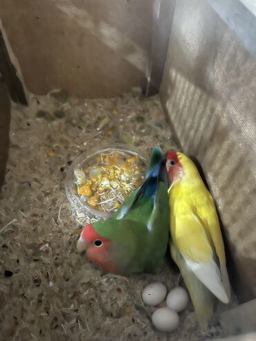 продажа щенков немецкой овчарки с документами в бишкеке: Продаю пару неразлучник с клеткой и с кормом