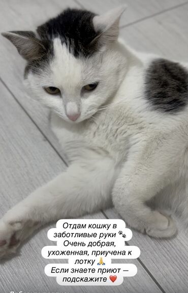 Отдам даром кошку: Кошка даром: Беспородная, Девочка, Приучена к лотку