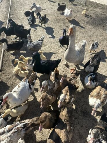 Ördəklər: Salam Aleykum Satılır Ördək Qaz Ördək Cücəsi Toyoq 36 Ədəd Lal Ördək — 28