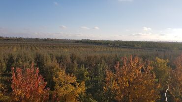 Torpaq sahələrinin satışı: 1000 sot, Kənd təsərrüfatı, Makler, Kupça (Çıxarış) — 7