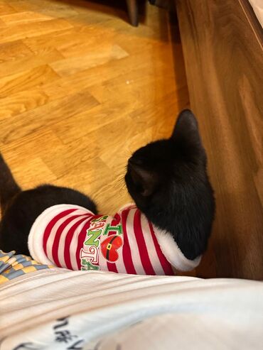 Pişiklər: Britan, Erkək, Dişi, Yaxşı əllərə, Ünvandan götürmə, Ödənişli çatdırılma — 10