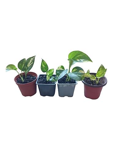 sobno bilje vrste: Sobne biljke – Epipremnum aureum (potos, scindapsus) u saksijama - — 1